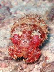 a small cuttlefish of Malapascua by Kf Leong 